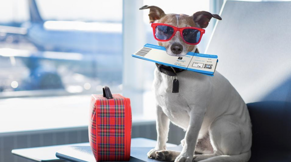 Can't part with your dog? Here's how to travel with pets in India