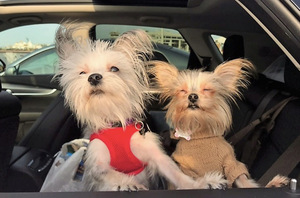 Planning a trip with your pet? Here are the do's and don’ts to make your journey easier
