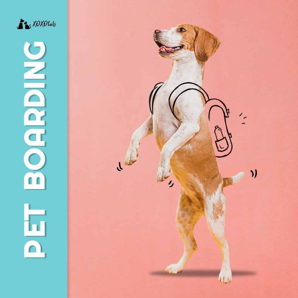 XOXOtails Trusted Online Pet Store Pet Services At Home