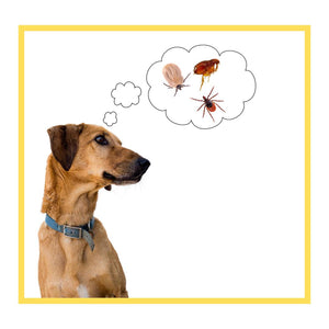 Anti-Tick & Flea Treatment for Dogs
