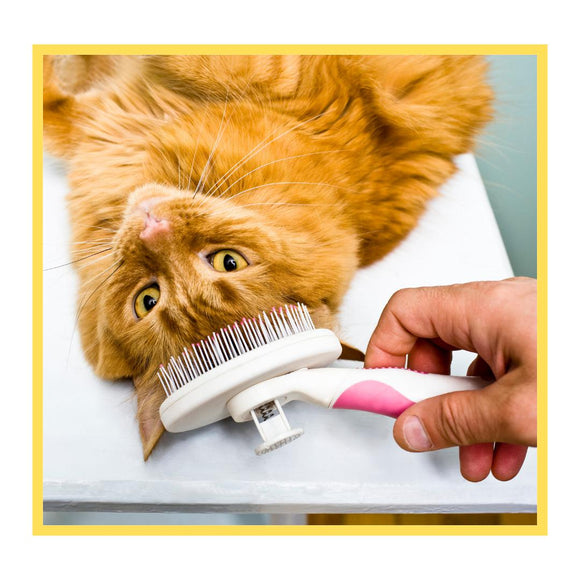 Basic Grooming for Cats