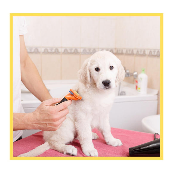 Basic Grooming for Dogs
